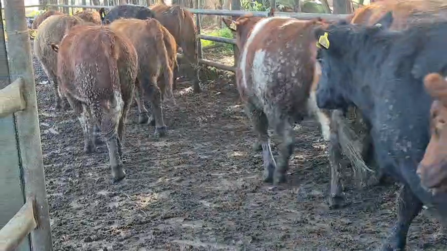 Lote 50 Vaquilla Gorda en Pelarco, VII  Región Maule