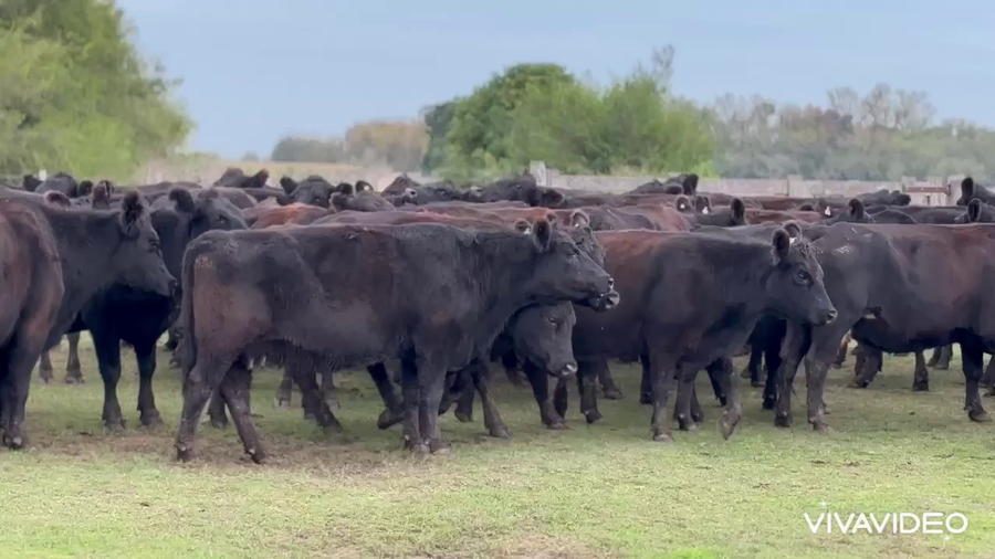 Lote 66 Vacas nuevas C/ gtia de preñez