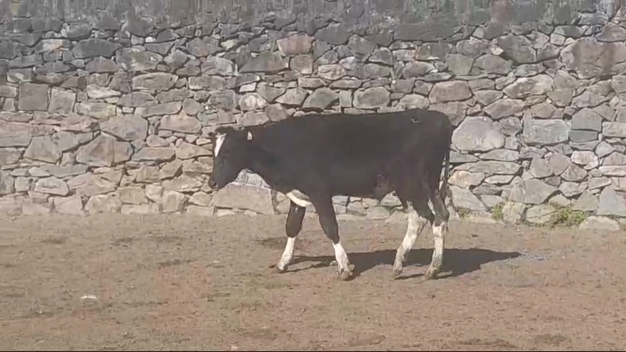 Lote (Vendido)Novillos Holando HOLANDO a remate en #49 Pantalla Carmelo 345kg -  en LA HORQUETA