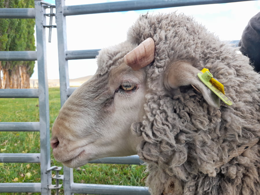 Lote Carnero TOP, 20-1253