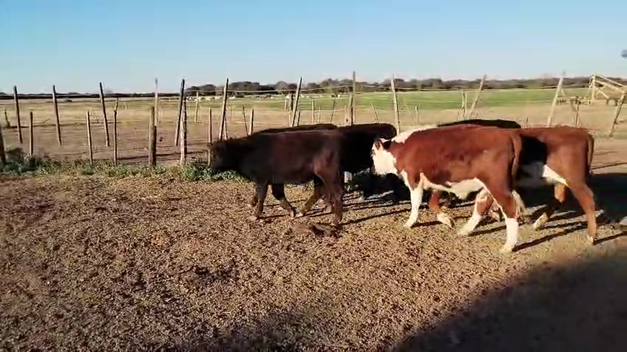 Lote 23 Terneros/as Brangus y Braford en La Penca, Santa Fe