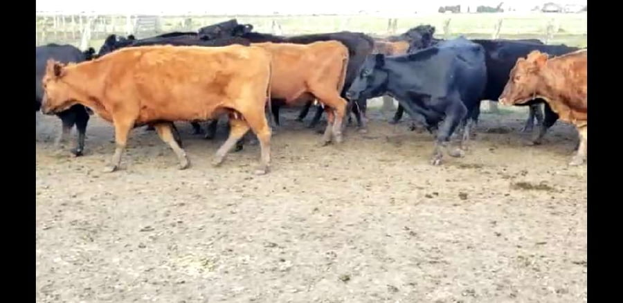 Lote 26 Vacas de invernar en Villaguay, Entre Ríos