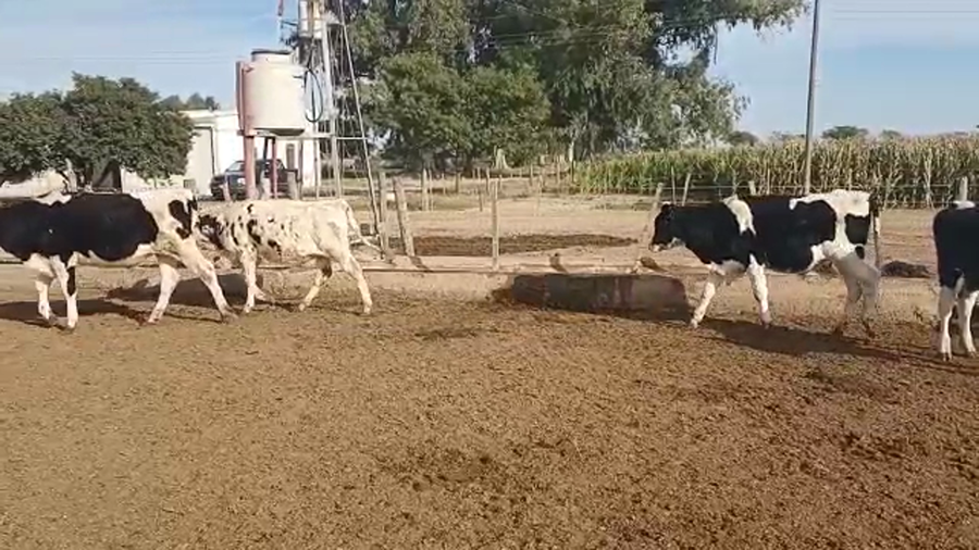 Lote 18 Terneros Holando Argentino en Brinkmann, Córdoba