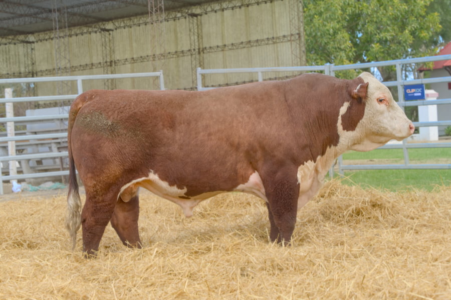 Lote Lote 17