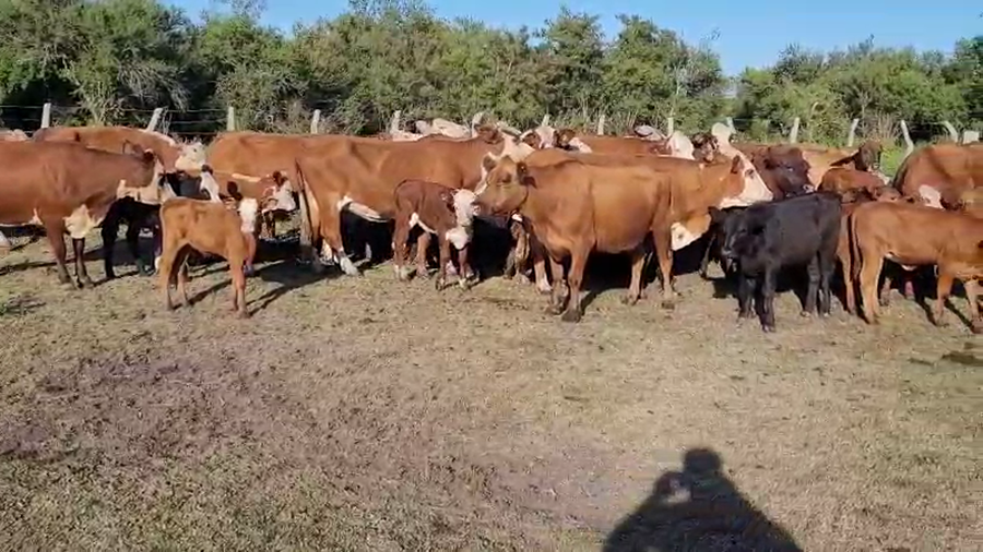 Lote 23 Vacas medio uso C/ cria en Villaguay, Entre Ríos