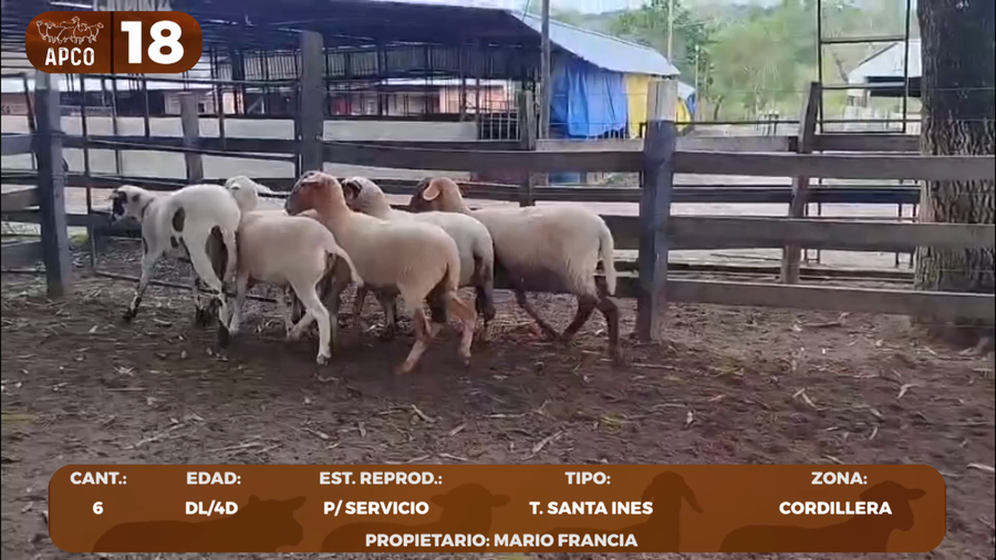 Lote LOTE 18 -POR PANTALLA