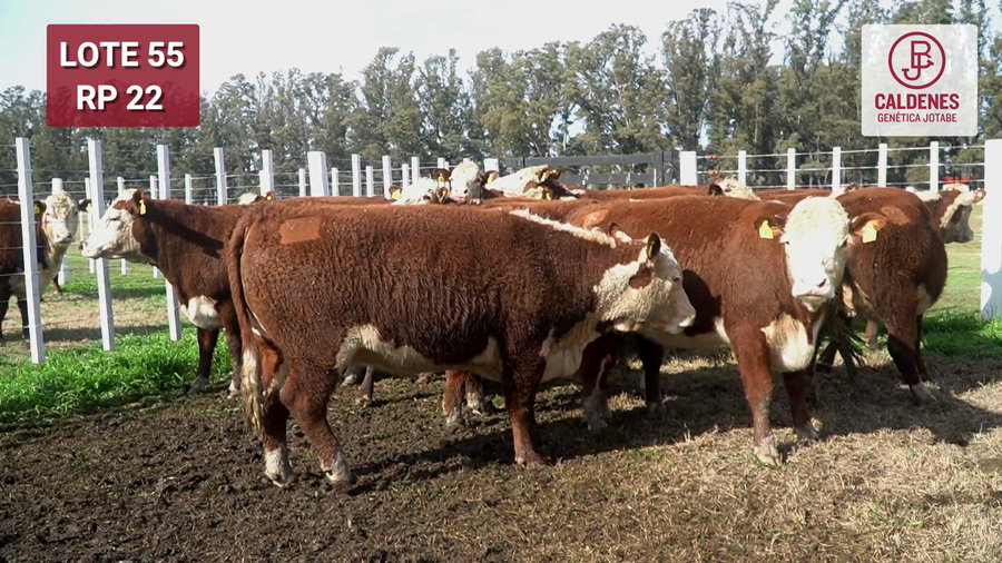 Lote VAQUILLONA PURAS REGISTRADAS PREÑADAS POR INSEMINAC. ARTIFICIAL, PARICIÓN PRIMAVERA.