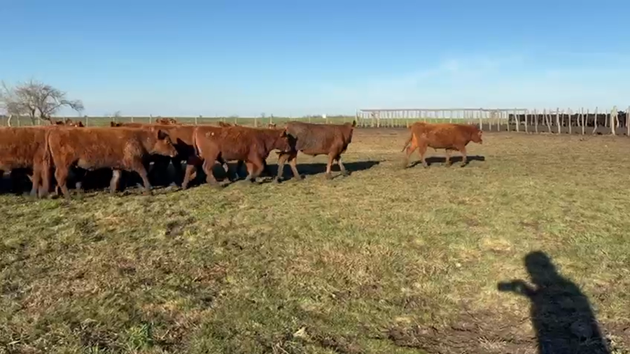Lote 70 Terneros en Entre Ríos, Villaguay