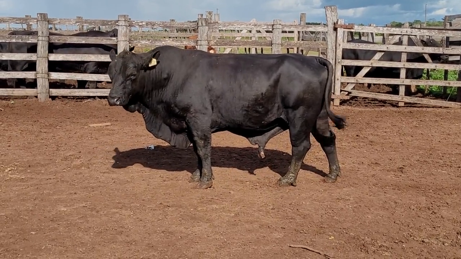 Lote Toros T. Brangus  Negro a remate en Remate de Reproductores, Asunción