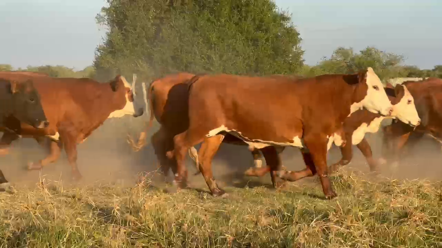 Lote 200 Novillos en Corrientes, Curuzú-Cuatiá