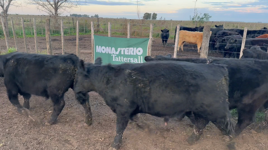 Lote 17 Novillitos en Tres Arroyos