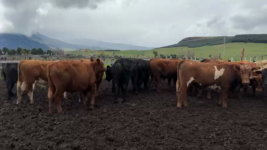Lote 28 Novillo Engorda en Coyhaique, XI Región Aysén