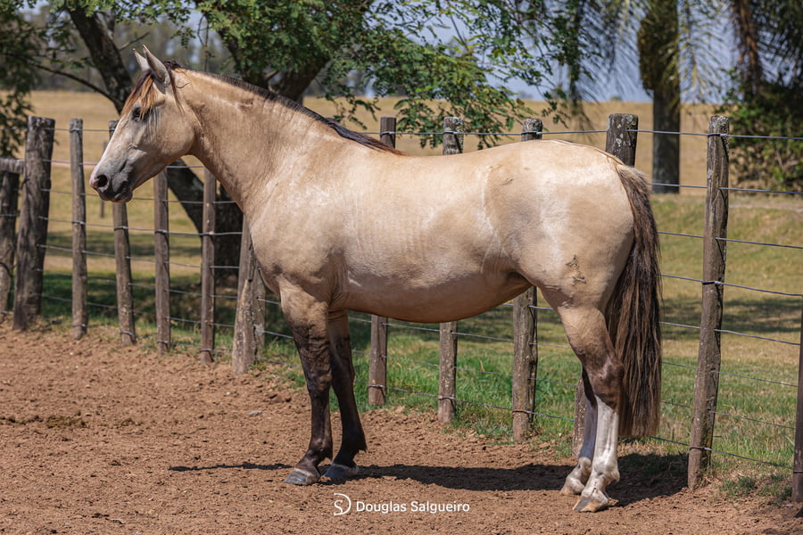 Lote NENA DE LA COLINA