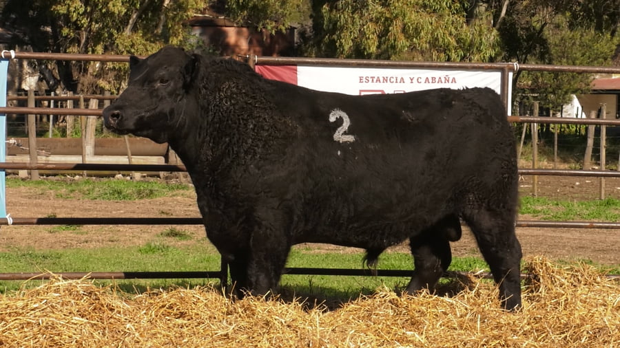 Lote TOROS ANGUS NEGROS PC