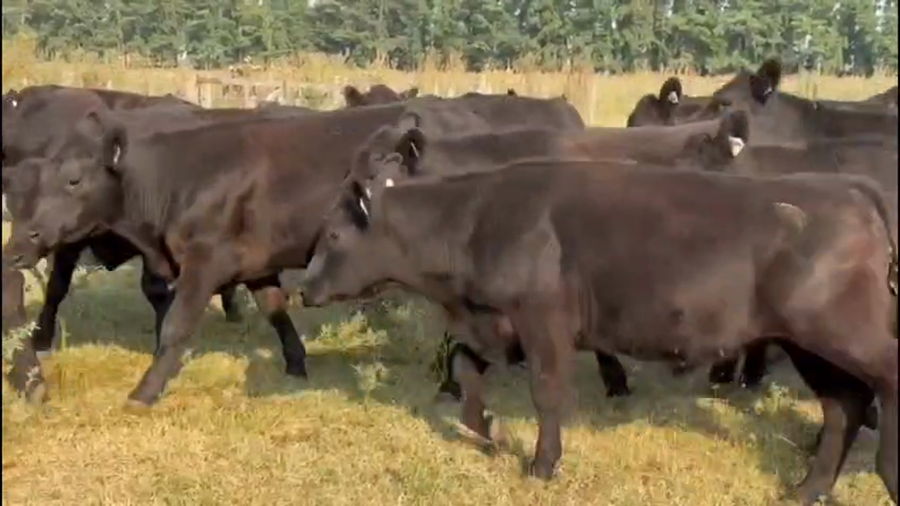 Lote 96 Novillitos