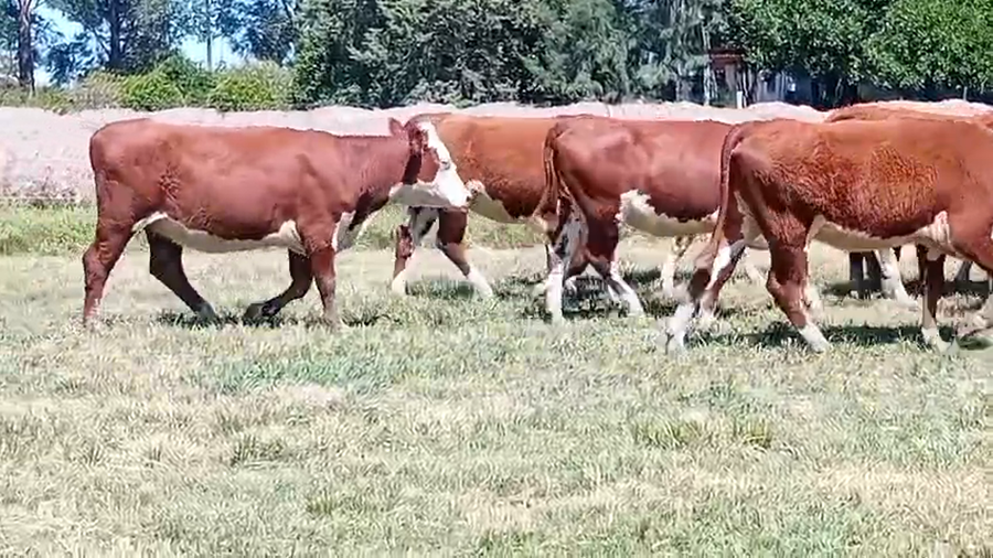 Lote 17 Vientres preñados en Corrientes, Curuzú-Cuatiá