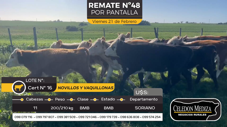 Lote 11 Novillos y vaquillonas 1 a 2 años en Agraciada, Colonia
