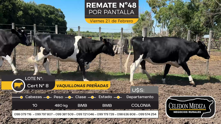 Lote 10 Vaquillonas preñadas en Otra Localidad, Colonia