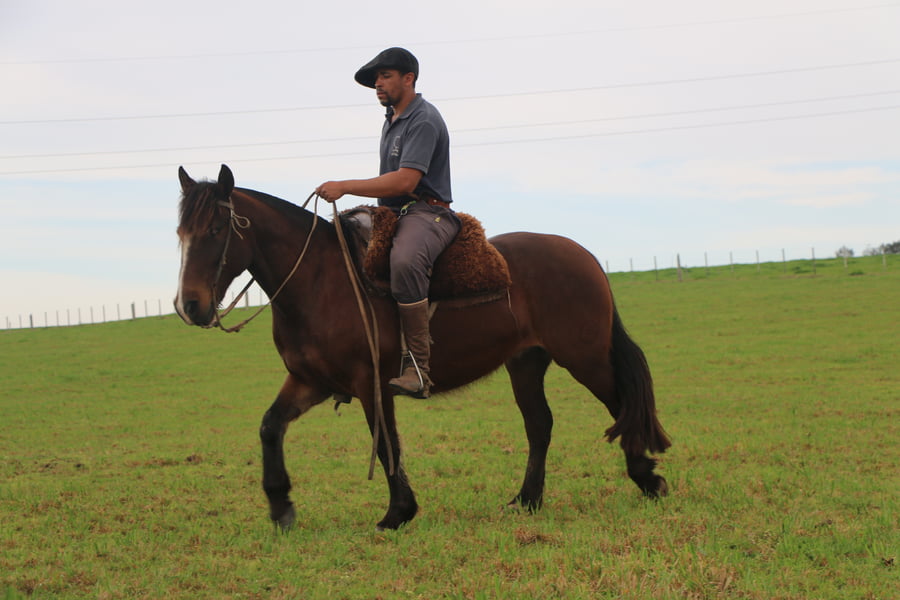 Lote SANTA GLORIA PATRIADA