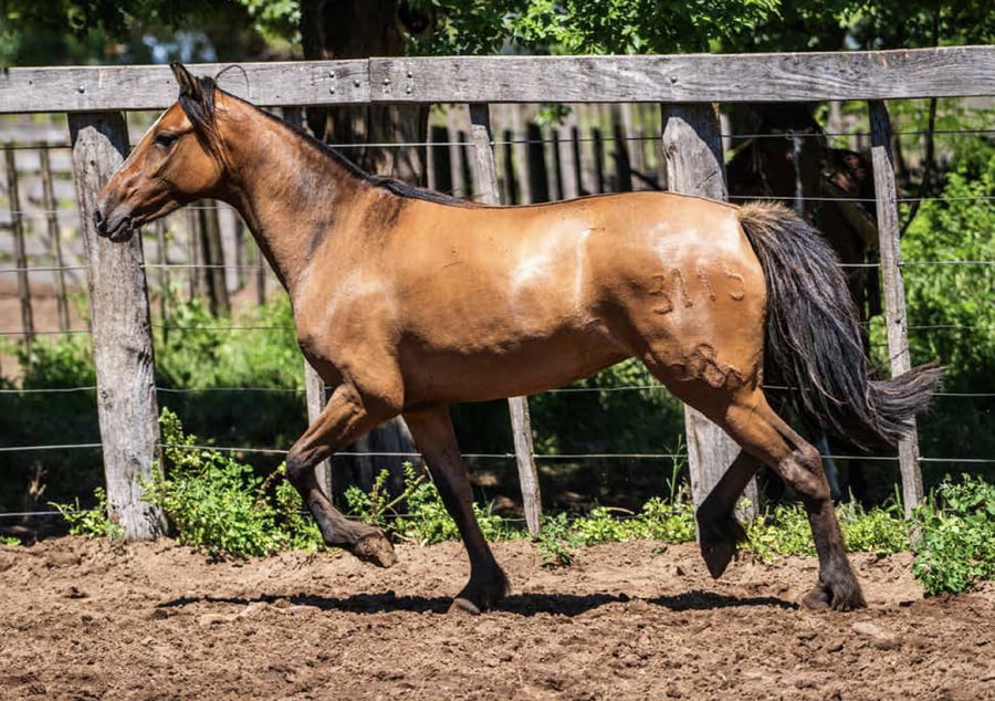 Lote DEL OESTE FULANA
