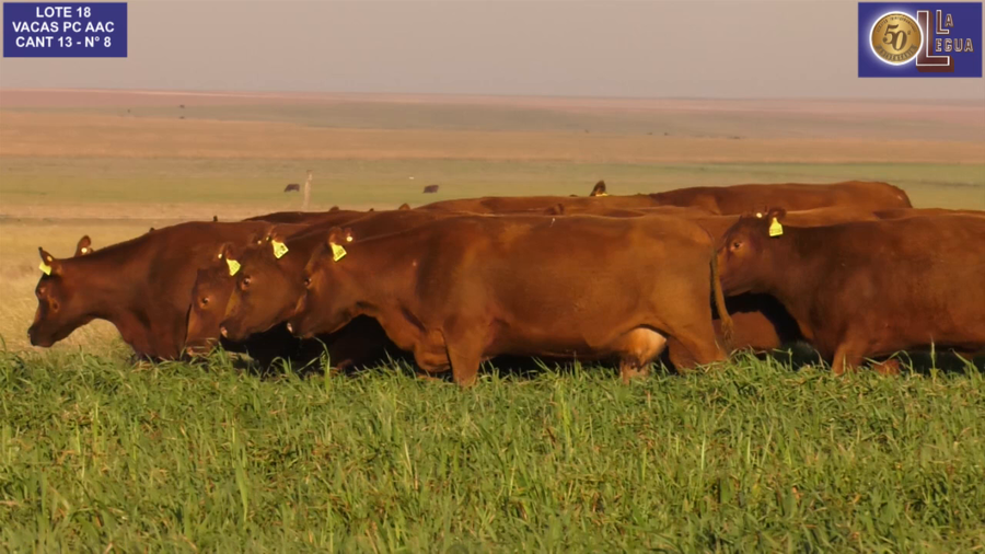 Lote VACAS A. ANGUS COLORADAS P. CONTROLADAS C/ GTIA DE PREÑEZ