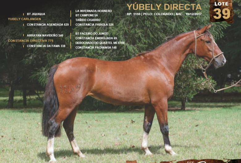Lote YÚBELY DIRECTA