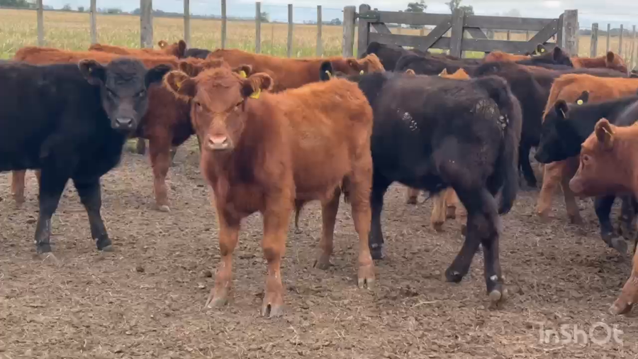 Lote 60 Terneros en Cañuelas, Buenos Aires