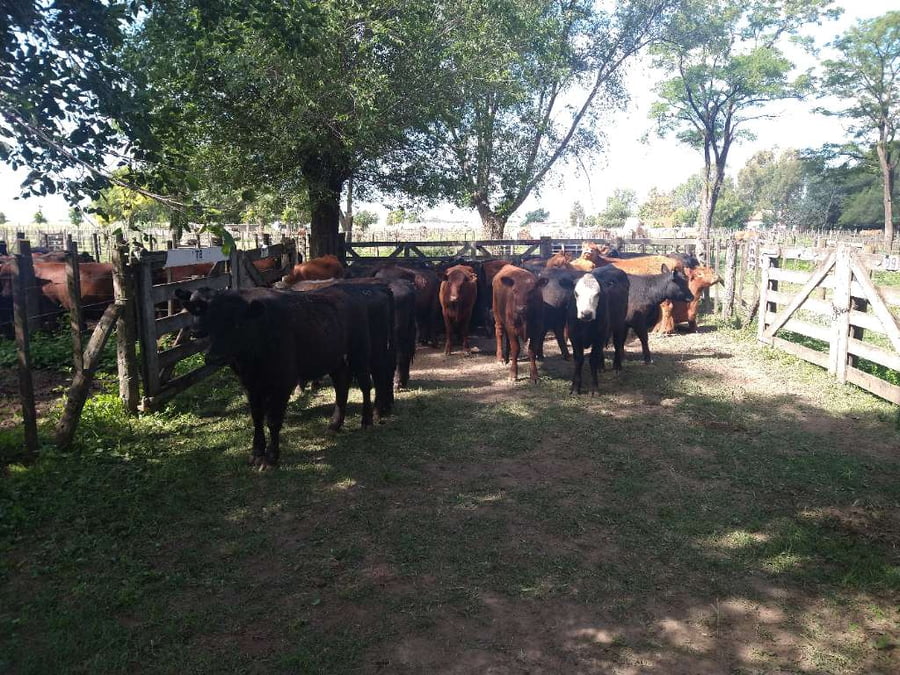 Lote 29 Vaquillonas en Gral. Lamadrid, Buenos Aires