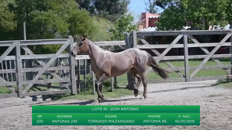 Lote Antonia 235
