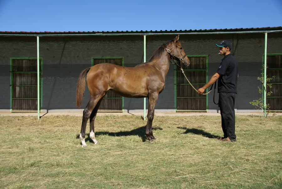 Lote CONGOROSA GREEN