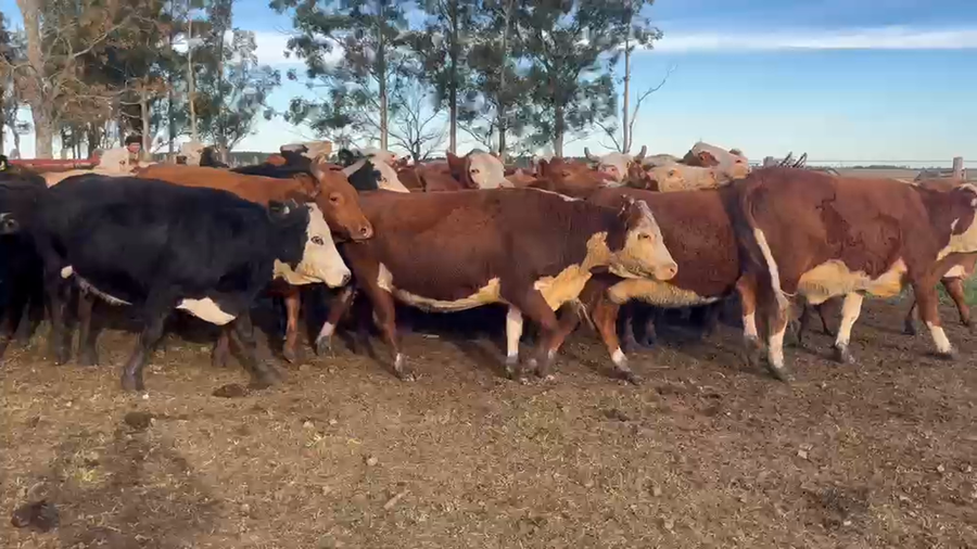 Lote 36 Vacas faena