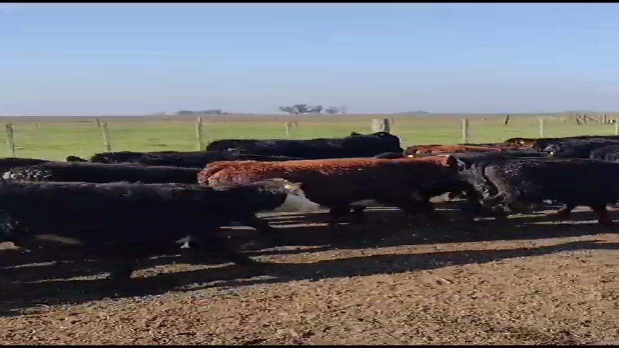 Lote 107 Terneros/as en Rauch, Buenos Aires