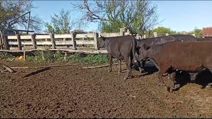 Lote 50 Novillitos y vaquillonas