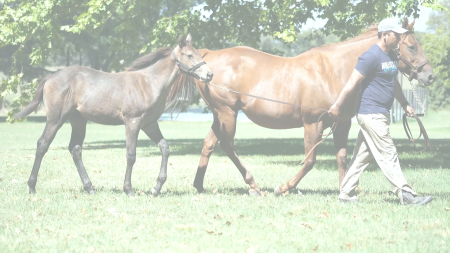 Lote AMORES KEY (KEY DEPUTY -  I’LOVE CAT) Vacia.  C/CRIA  DE GIDU