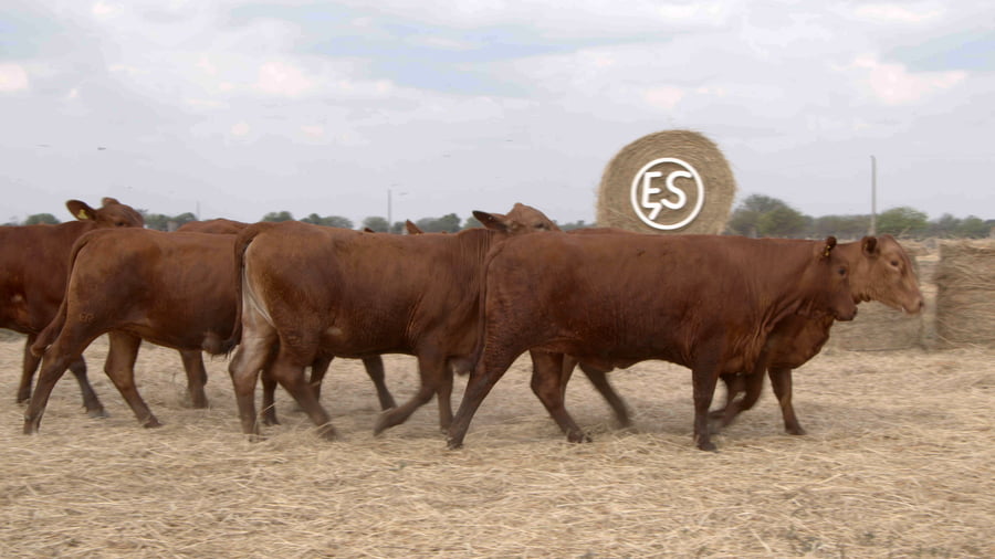 Lote Vaquillas CBO. 1 PREÑADAS