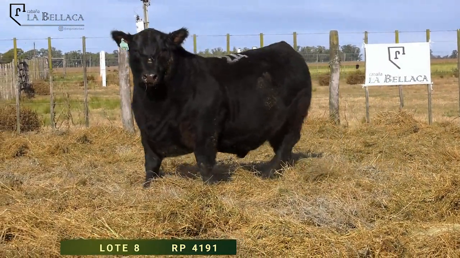 Lote TOROS PUROS DE PEDIGREE