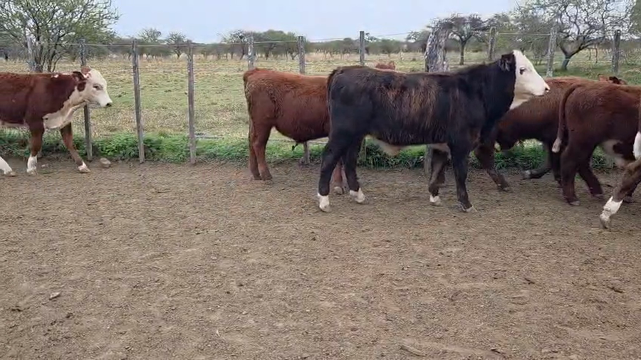 Lote 60 Terneros en Corrientes, Curuzu Cuatia