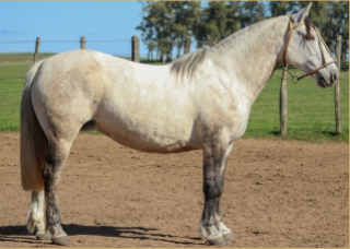 Lote BUFANDA DE LA COLINA