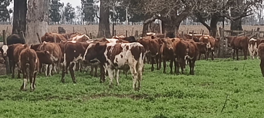 Lote 53 Terneros en 30 de Agosto