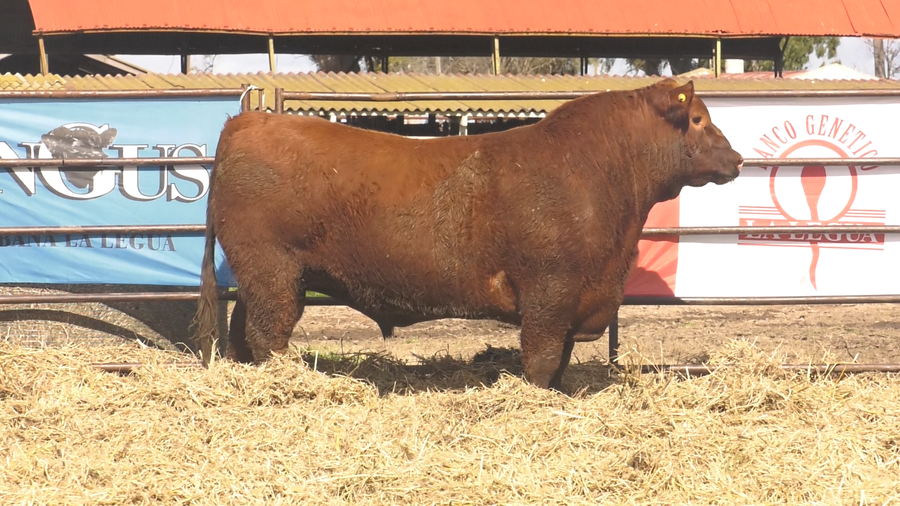 Lote TOROS ANGUS  PP