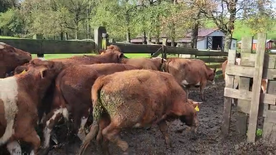 Lote 25 Novillo Engorda en Los Lagos, XIV Región Los Ríos