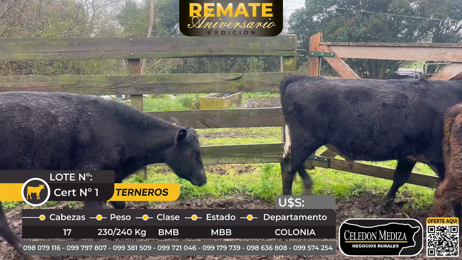 Lote 17 Terneros en Colonia
