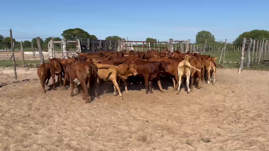 Lote 90 TERNEROS Y TERNERAS BRANGUS COLORADOS EN ESQUINA, CORRIENTES
