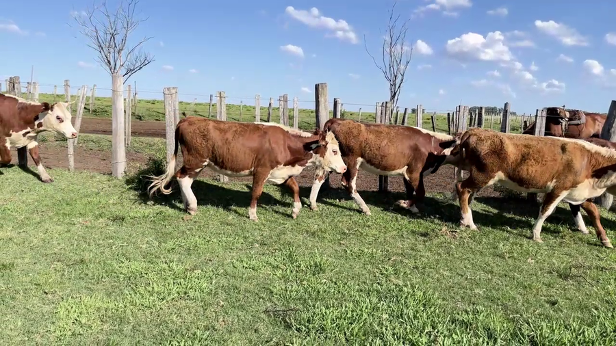 Lote VAQUILLONAS 1 A 2 AÑOS