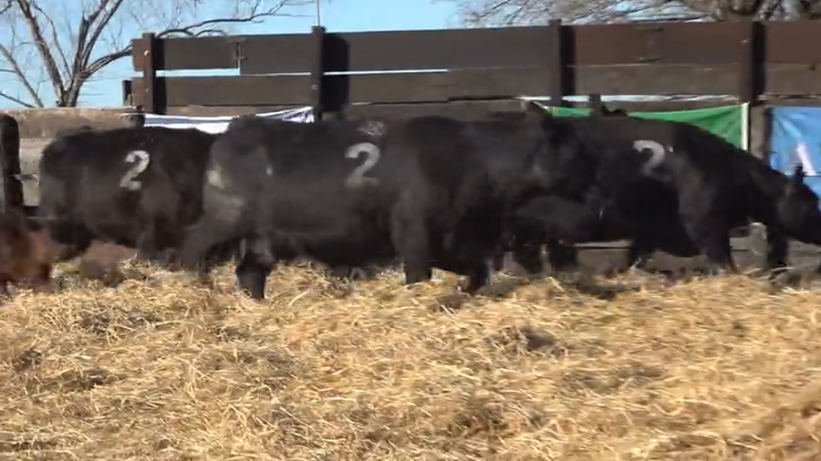 Lote Vaquillas  con Crias Me Ken