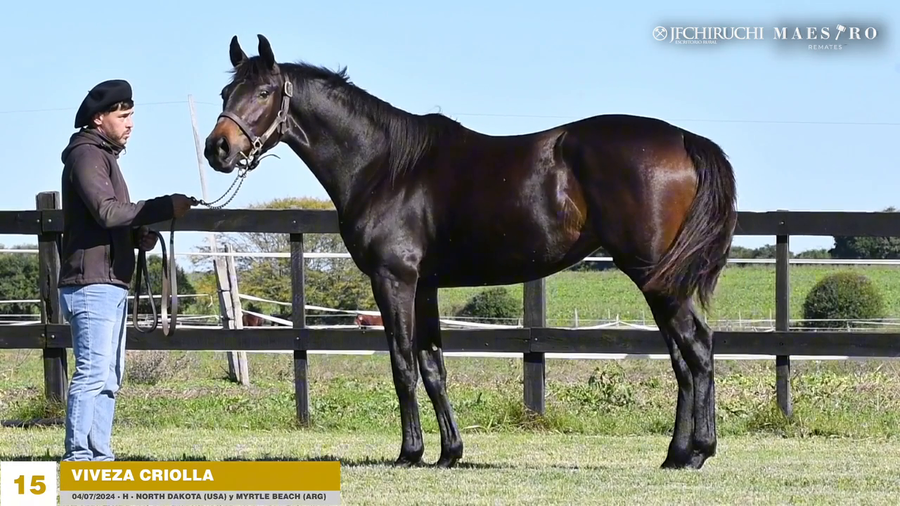 Lote VIVEZA CRIOLLA