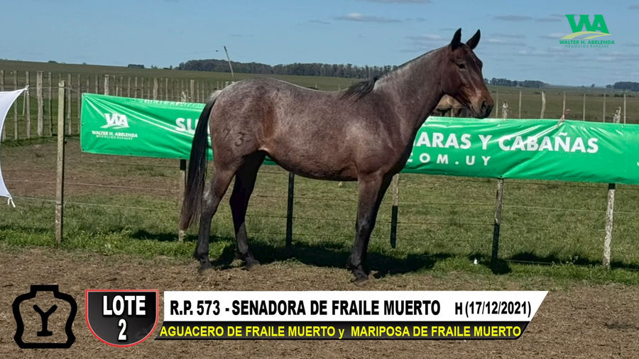 Lote SENADORA DE FRAILE MUERTO