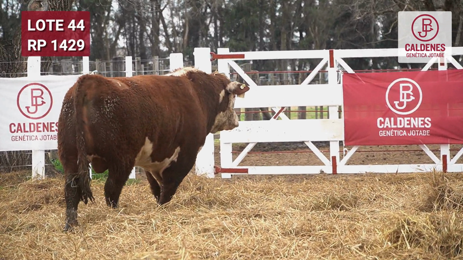 Lote Toro PR