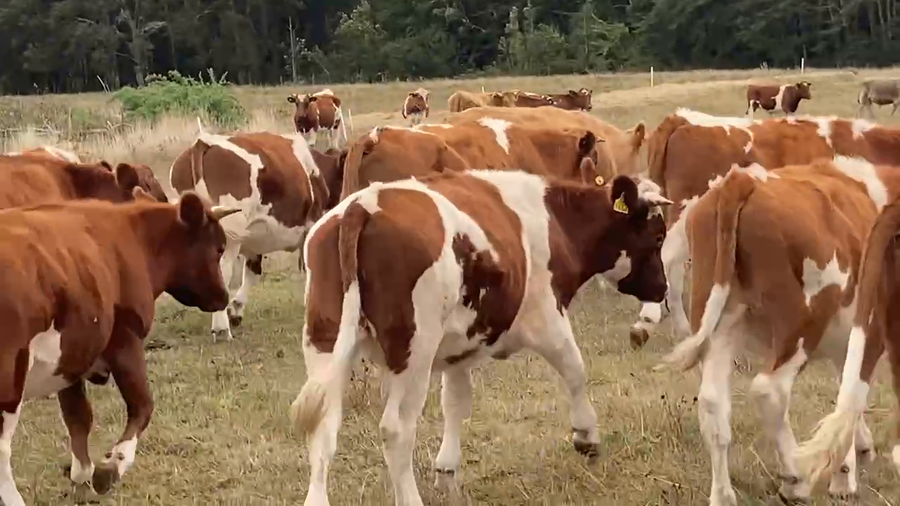 Lote 61 Novillo Engorda en Los Lagos, XIV Región Los Ríos