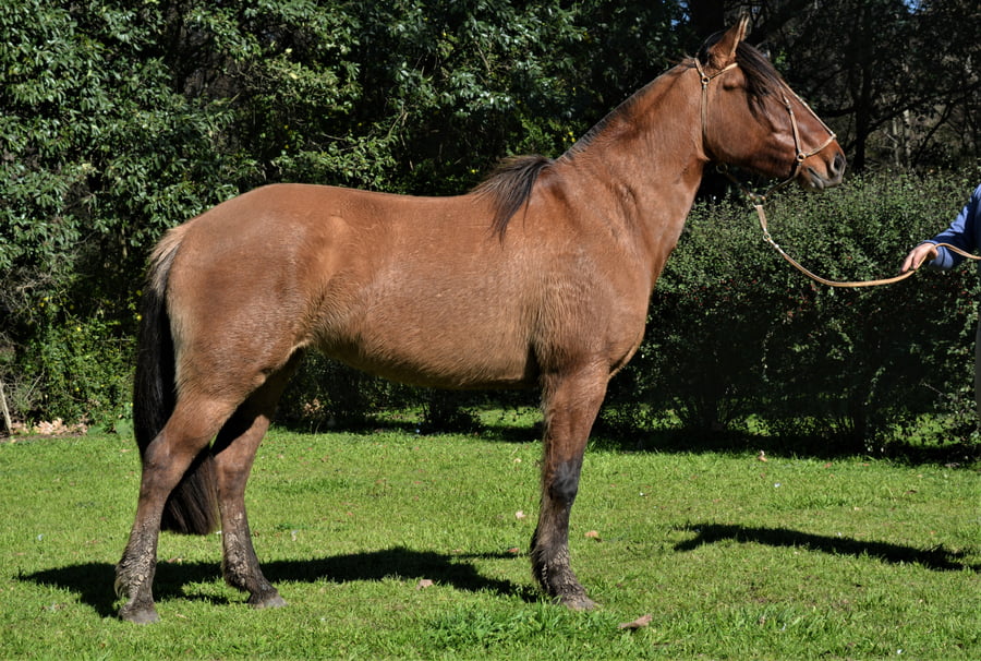 Lote CARULO LA VIBORA